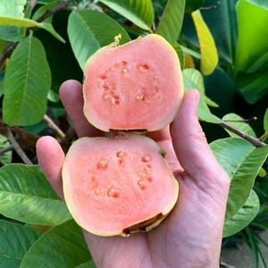 May include: Two halves of a fresh guava fruit showing a smooth, light yellow outer skin and a vibrant pink interior flesh filled with small, light-colored seeds. The fruit is displayed against a backdrop of green, oval-shaped leaves on branches.