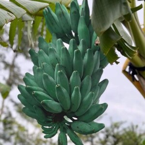 May include: A large, dense cluster of unripe green bananas hanging from a banana plant. The individual bananas are firm, angular, and tightly packed together in multiple tiers, with broad green leaves visible at the top of the fruit bunch.