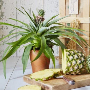 May include: A potted pineapple plant with long green leaves and a small pineapple growing from the center, placed next to a wooden cutting board holding a halved pineapple and two pineapple slices with a metal knife on a white surface.