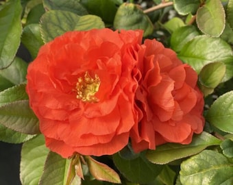 Coings à fleurs vivantes « Double Take Orange Storm » – Pot de 4 po. – Arbuste à feuilles caduques