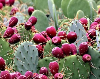 Figue de Barbarie vivante (Opuntia humifusa) - 6-12" de haut - # 1 conteneur - Cactus rustique résistant à la sécheresse