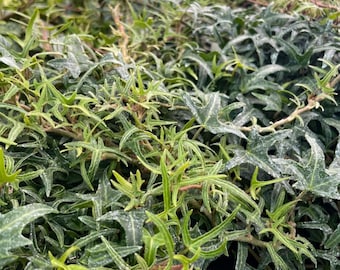 Lierre anglais « Feen Finger » – Plante vivante dans un pot de 2,5 po. – Plante féerique d'intérieur pour le jardin