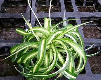 Plante araignée frisée Live Bonnie - Pot de 2,5 pouces - Plante d'intérieur qui purifie l'air
