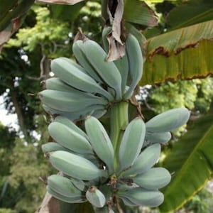 May include: A cluster of unripe, pale green bananas hanging from a central stalk. The bananas are firm, angular, and tightly packed together. Large, broad green banana leaves with some brown, dried edges are visible in the background.