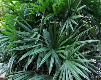 Plante de palmier vivant (Rhapis excelsa) - 30" de haut - récipient n°3