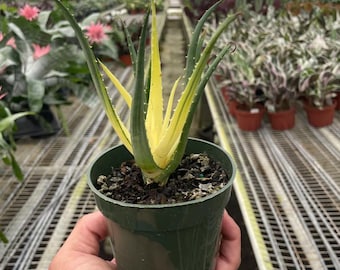 Plante d'aloès solaire évasée, hybride d'Aloe humilis, pot de 4 po., succulente, plante d'intérieur et d'extérieur