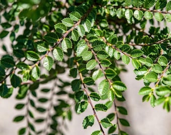Orme de Chine nain Seiju vivant - Pot de 2,5" - Ulmus parvifolia - Bonsaï miniature