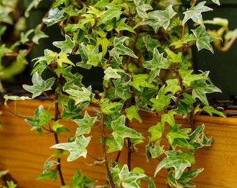 Mini plante vivante de Pâques de lierre anglais - Hedera helix - Mini pot de 2,5" - jardin féerique et plante d'intérieur d'intérieur
