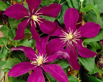 Plante de vigne clématite « Niobe » vivante – Pot de 2,5 pouces – Fleurs rouge rubis foncé – Majestueux
