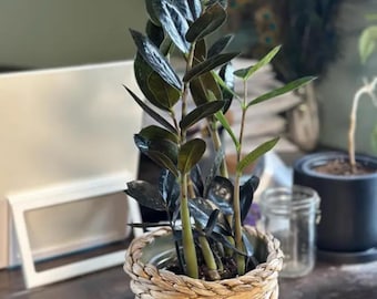 Plante rare et vivante ZZ du corbeau noir - Zamioculcas zamiifolia 'Raven' - Pot de 4" - Plante d'intérieur nécessitant peu d'entretien