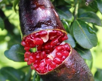 Tilleul vivant (Citrus australasica) - Variété rouge magenta - 30 po. de haut - Récipient n° 3 - Agrumes comestibles