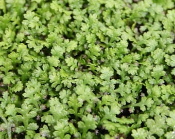 Live Tiny Tim Fairy Fougère - Pot de 2,5" - Couvre-sol vert moussu