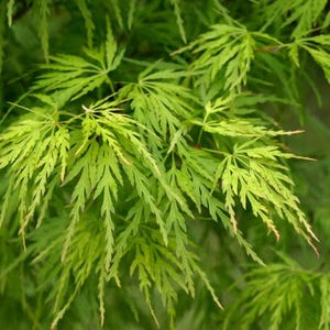 May include: Close-up of vibrant green Japanese maple leaves. The leaves have a delicate, feathery texture with pointed tips, creating a layered effect. The image showcases the natural beauty and intricate details of the foliage.