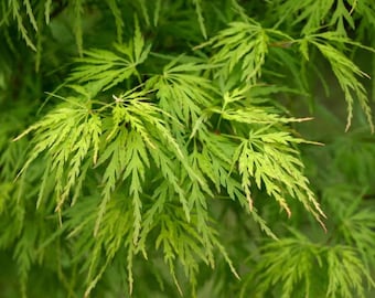 Érable du Japon Seiryu vivant - pot d'un litre - arbre vertical, feuillage dentelé