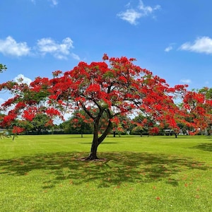 May include: A large royal poinciana tree with a wide, spreading canopy covered in vibrant red flowers and green feathery leaves, standing in the center of a vast, manicured green lawn under a bright blue sky with scattered white clouds.