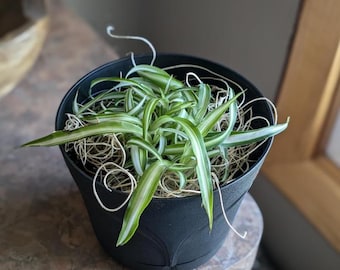 Plante araignée frisée Live Bonnie - Pot de 4 po. - Plante d'intérieur facile à nettoyer