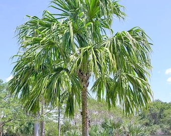 Palmier vivant de la savane (Sabal mauritiiformis) - 20 cm (20 cm) de haut - Récipient n° 1 - Palmier tropical ornemental