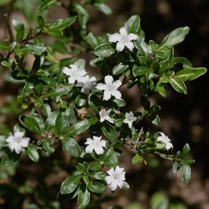 May include: Close-up of a flowering plant with small, white, star-shaped blossoms. The plant has glossy green leaves with light green edges. The image is well-lit, showing the details of the plant's structure and the delicate petals of the flowers.