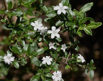 Rose des neiges japonaise vivante Serissa - Pot de 4" - Bonsaï d'intérieur ou plante d'intérieur