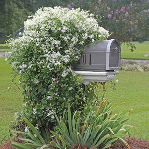 May include: A gray mailbox with the number 01 is surrounded by lush greenery and white flowering vines. The mailbox is mounted on a decorative white base, with a backdrop of green grass and trees.