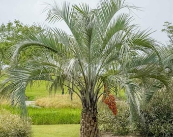 Palmier vivant en gelée (Butia odorata) - 20 cm (20 cm) de haut - Récipient n° 1 - Palmier paysager résistant au froid