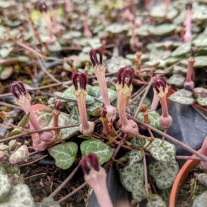 May include: Close-up of a String of Hearts plant with heart-shaped leaves and delicate, tubular flowers. The leaves are a mix of green and silver, while the flowers are a deep burgundy color. The plant is in a pot, with a blurred background.