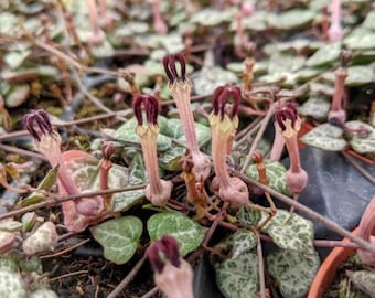 Rosaire vigne plante vivante - Ceropegia woodii - chaîne de coeurs - pot de 2,5" - succulente d'intérieur