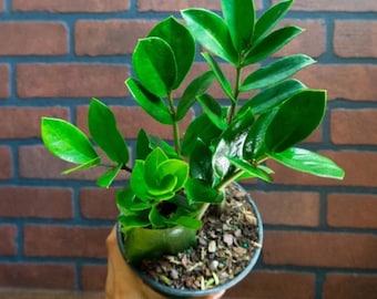 Plante ZZ vivante rare - Zamioculcas zamiifolia - Pot de 4" - Plante d'intérieur nécessitant peu d'entretien