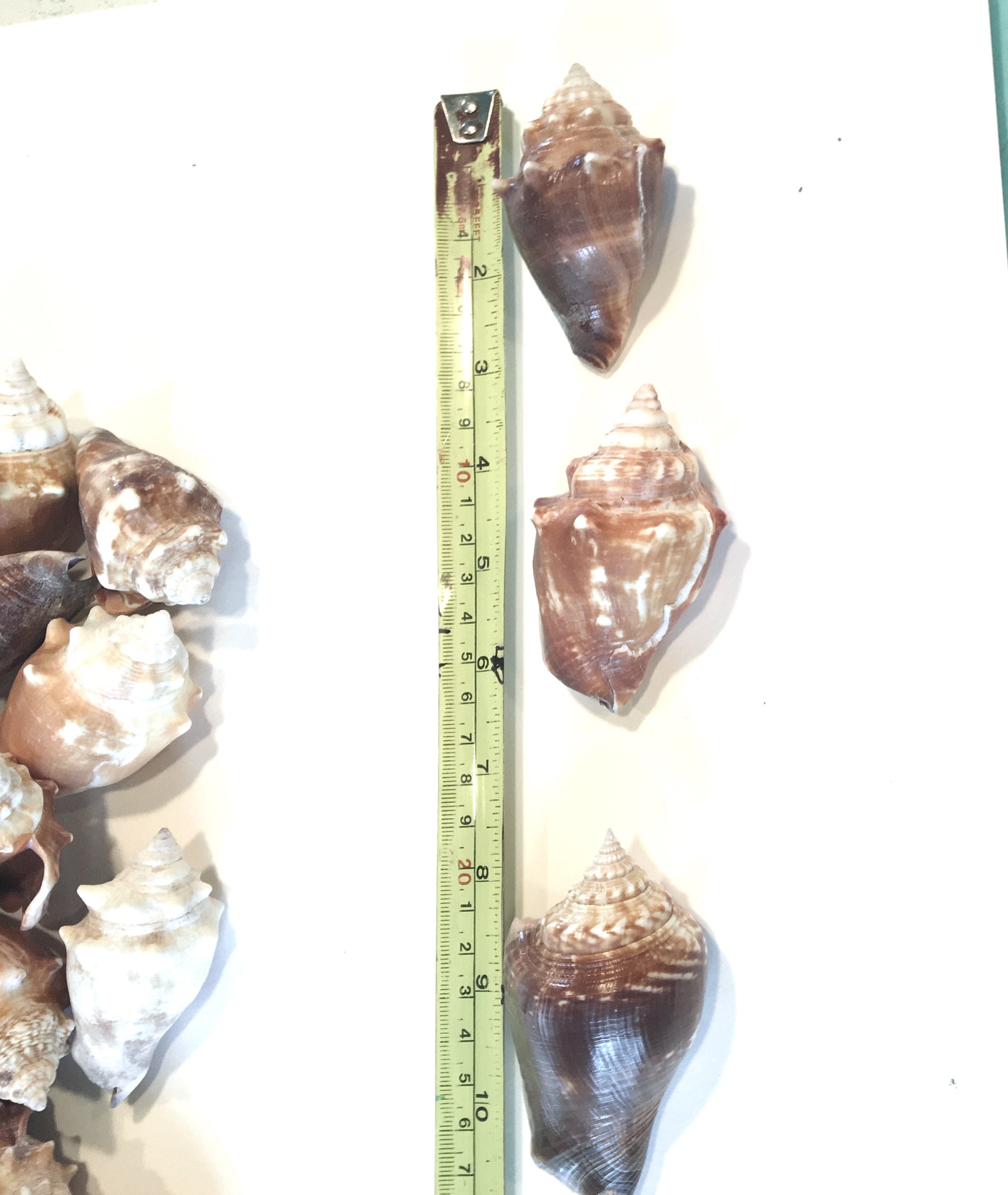 25 Florida Fighting Conch Shells Craft Shells Bulk Shells Etsy