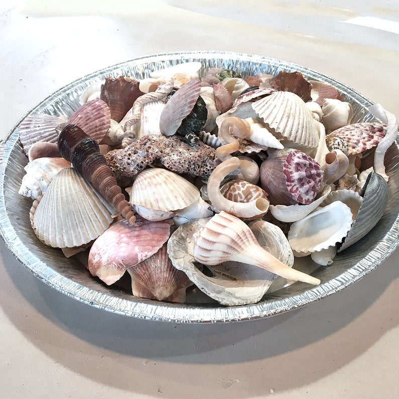 Bag of Shells Mixed Sea Shells 100 Large Sea Shells for Etsy
