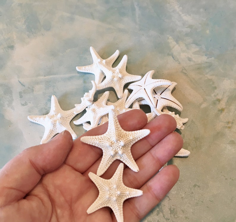 12 Knobby Starfish 12 White Starfish Craft Etsy