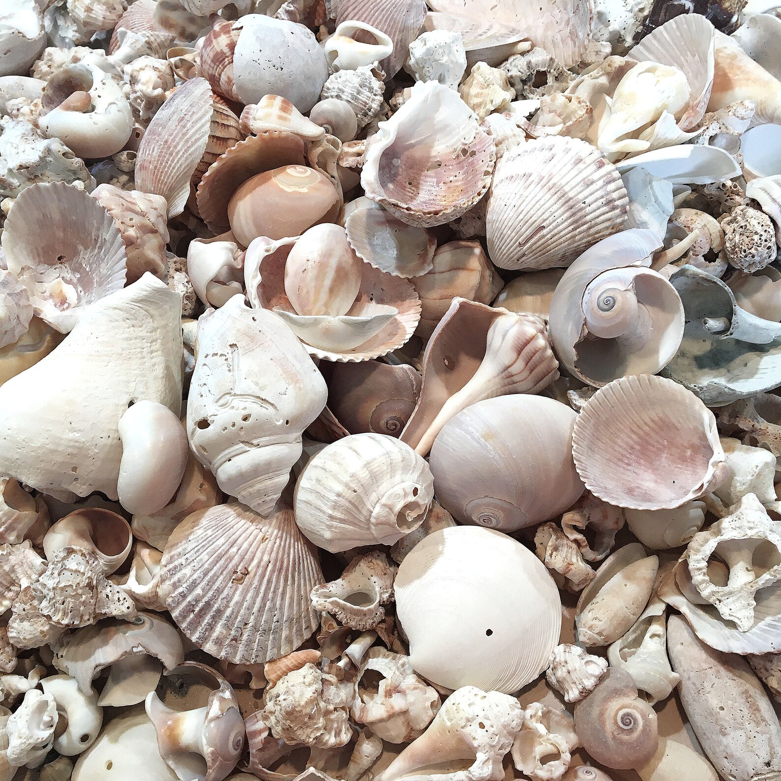 Seashells With Holes Bulk Seashells Craft Shells 14 Etsy