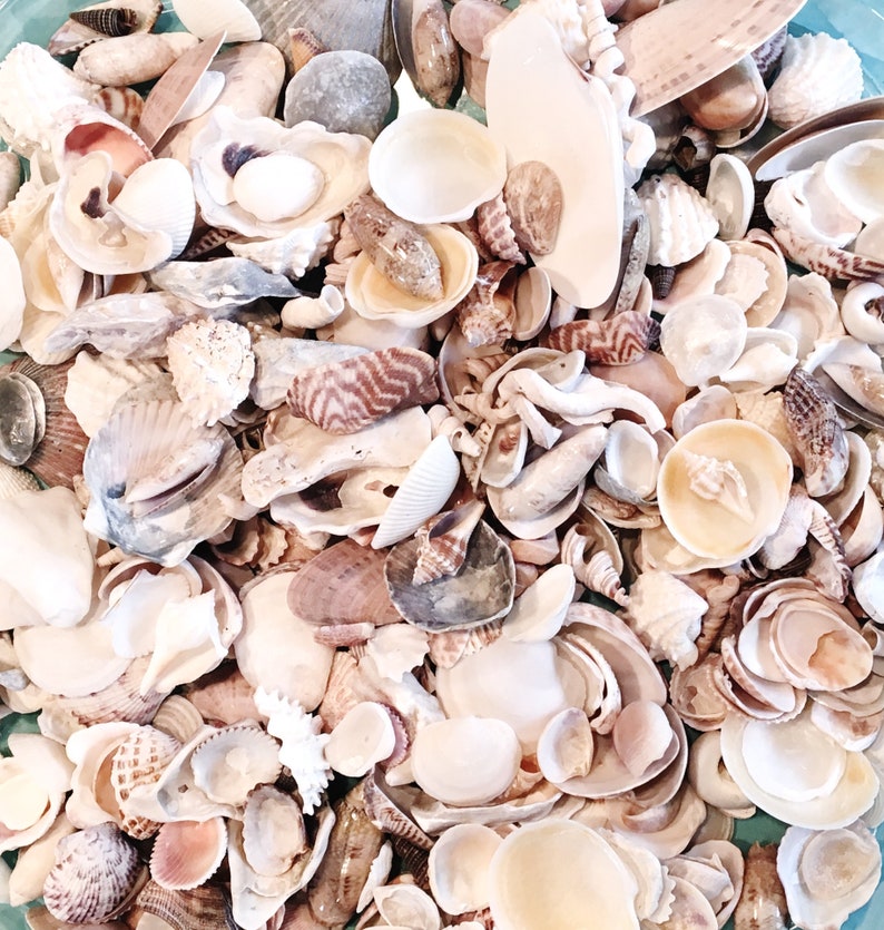 1 Lb Bulk Craft Shells Seashells Florida Beach Decor Etsy