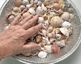 Assorted Shells, Bulk Seashells, Florida Shells,  150+ Gulf Coast Shells, Up to 1.5", Sanibel Craft Shells, Beach / Nautical / Coastal Decor