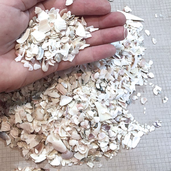 Natural Crushed Shells, 1 lb Broken Shells, Shell Pieces, Vase Filler, Florida Gulf Coast Shells, Craft Shells, Fragment Shells for Mosaic