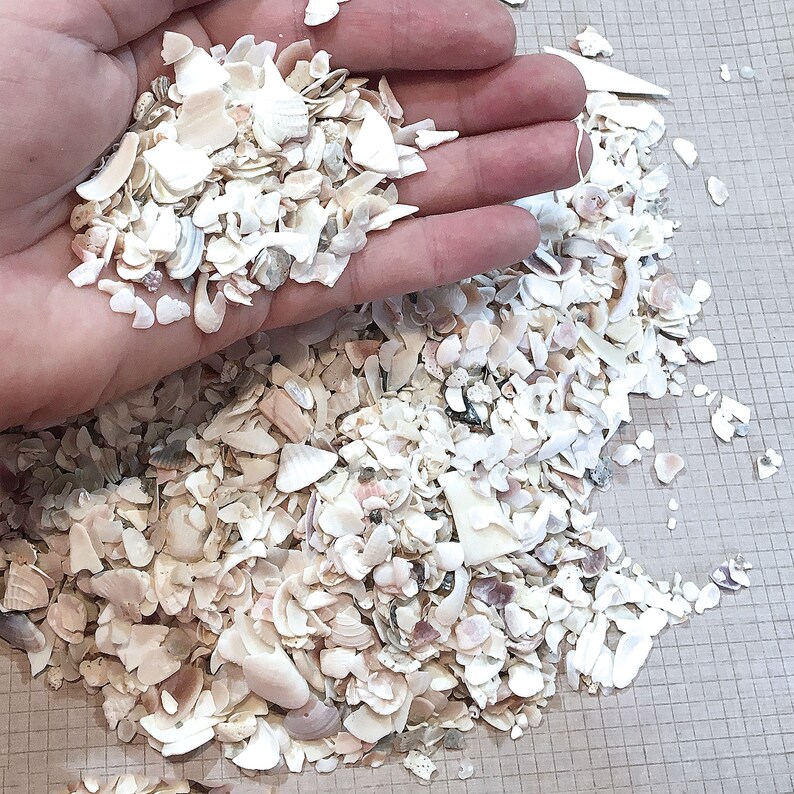 1 lb Natural Crushed Shells Authentic Sea Shells from Florida Etsy