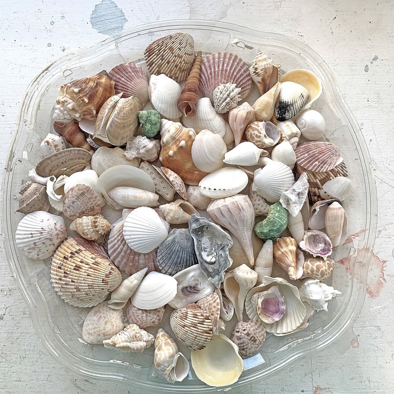 Bag of Shells Mixed Sea Shells 100 Large Sea Shells for Etsy