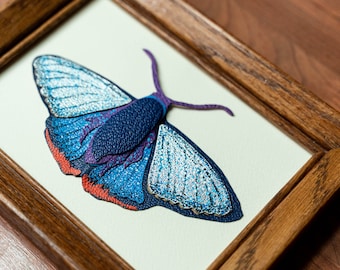 Chalypyge Zereda butterfly gallery art, leather moth, leather portrait
