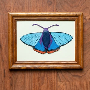 Chalypyge Zereda butterfly gallery art, leather moth, leather portrait
