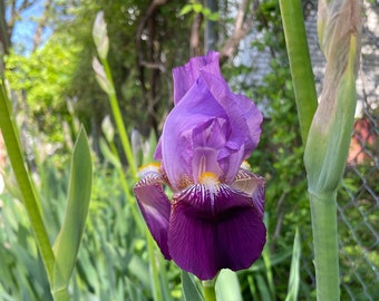 3X Iris Bulbs Southern PURPLE 
