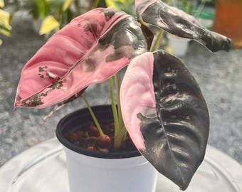 Alocasia cuprea roze bonte gewortelde plant en knollen zeldzame verzamelaar Aroid