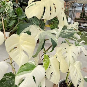 Może przedstawiać: Zbliżenie doniczkowej rośliny Monstera z dużymi, kremowobiałymi i zielonymi liśćmi. Liście mają charakterystyczne pęknięcia i dziury, a niektóre liście wykazują więcej zielonego ubarwienia. Roślina znajduje się w białej doniczce.