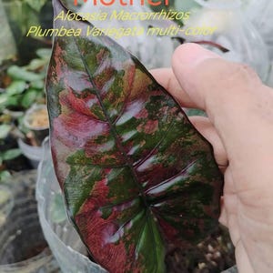 Alocasia Black Stem Variegata - Etsy Sweden