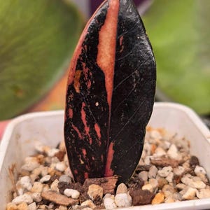 Zamioculcas variegata - Etsy 日本