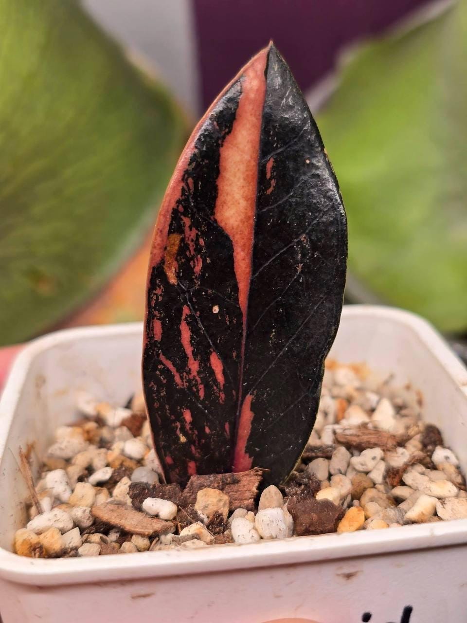 Zenzi zz plant - Etsy 日本