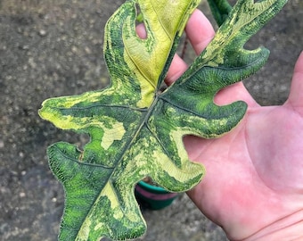Alocasia Jacklyn Aurea Variegated –Plant & Bulbs | Rare Aroid