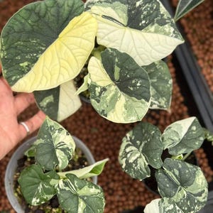 Variegated alocasia melo - Etsy 日本