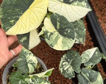 Alocasia Melo Albo panachée - Plante vivante rare | Aroïde de collection