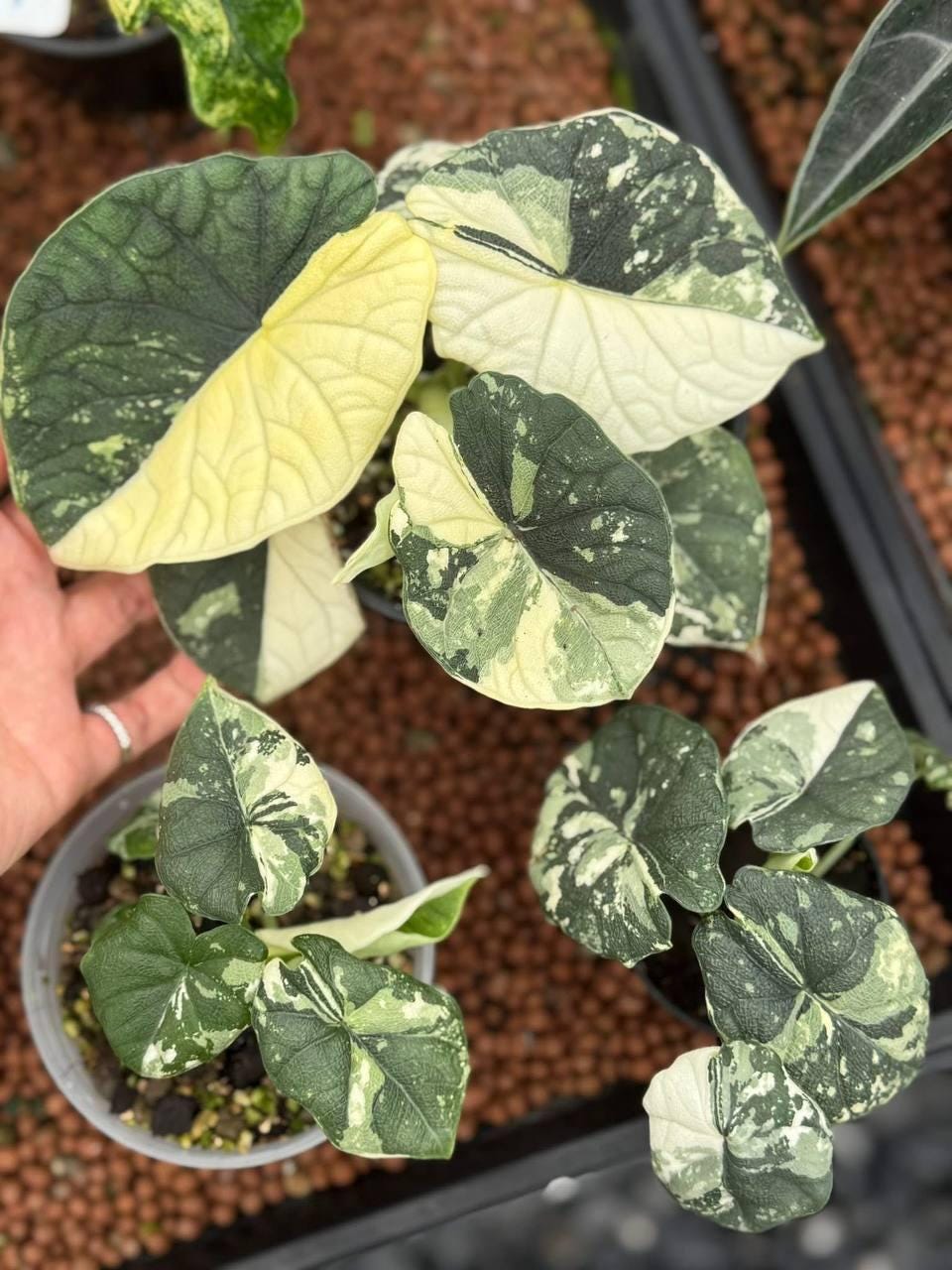 Variegated alocasia melo - Etsy 日本