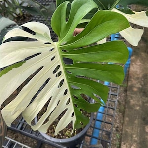 Op de afbeelding: Een close-up van een Monstera plantenblad, met een opvallend kleurcontrast. De ene helft van het blad is heldergroen, de andere helft crèmewit. Het blad heeft kenmerkende fenestraties, of gaten, wat bijdraagt aan de unieke uitstraling.